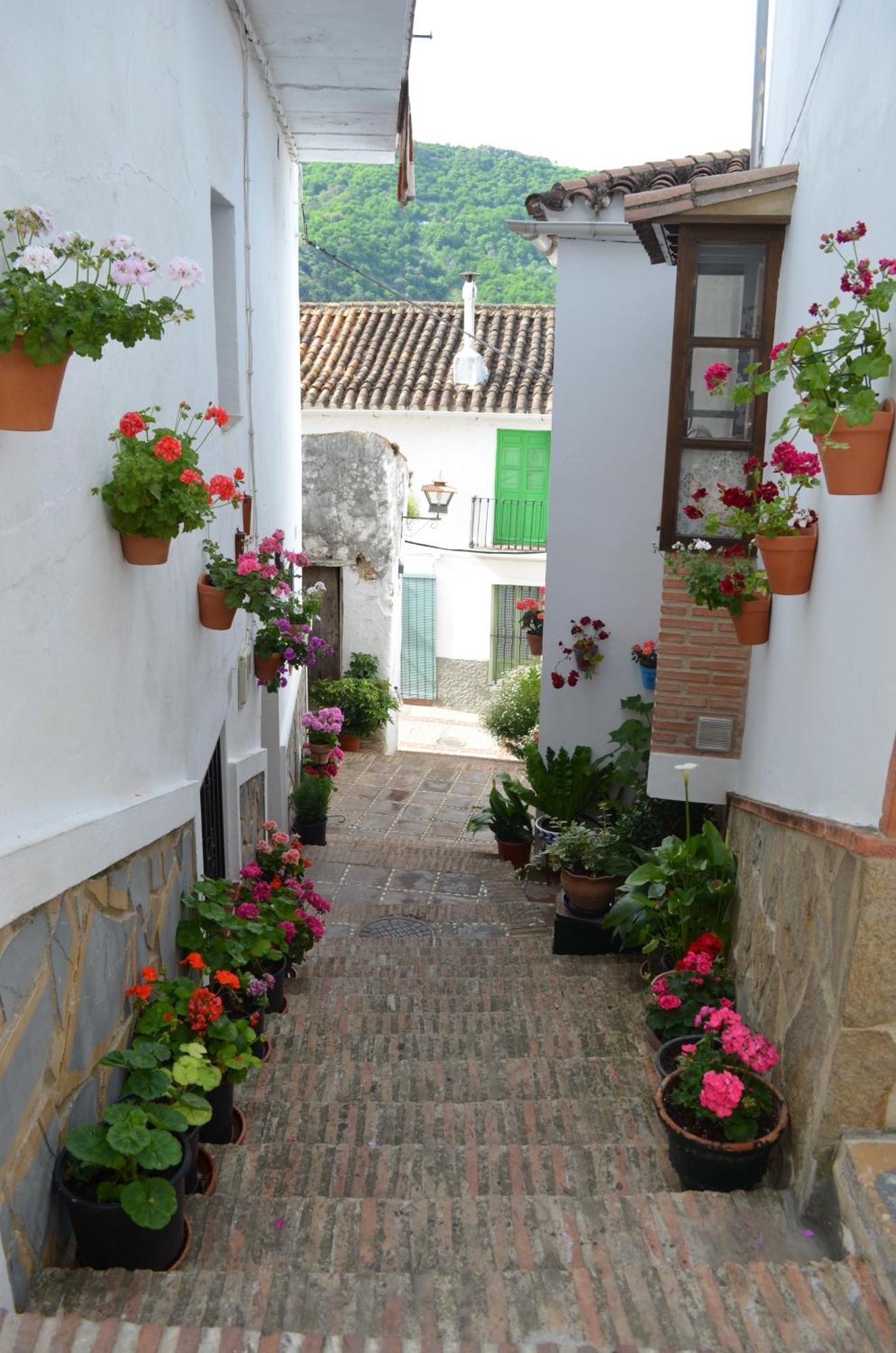 Finca El Molino De Aceite Jubrique Exteriör bild